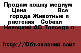 Продам кошку медиум › Цена ­ 6 000 000 - Все города Животные и растения » Собаки   . Ненецкий АО,Топседа п.